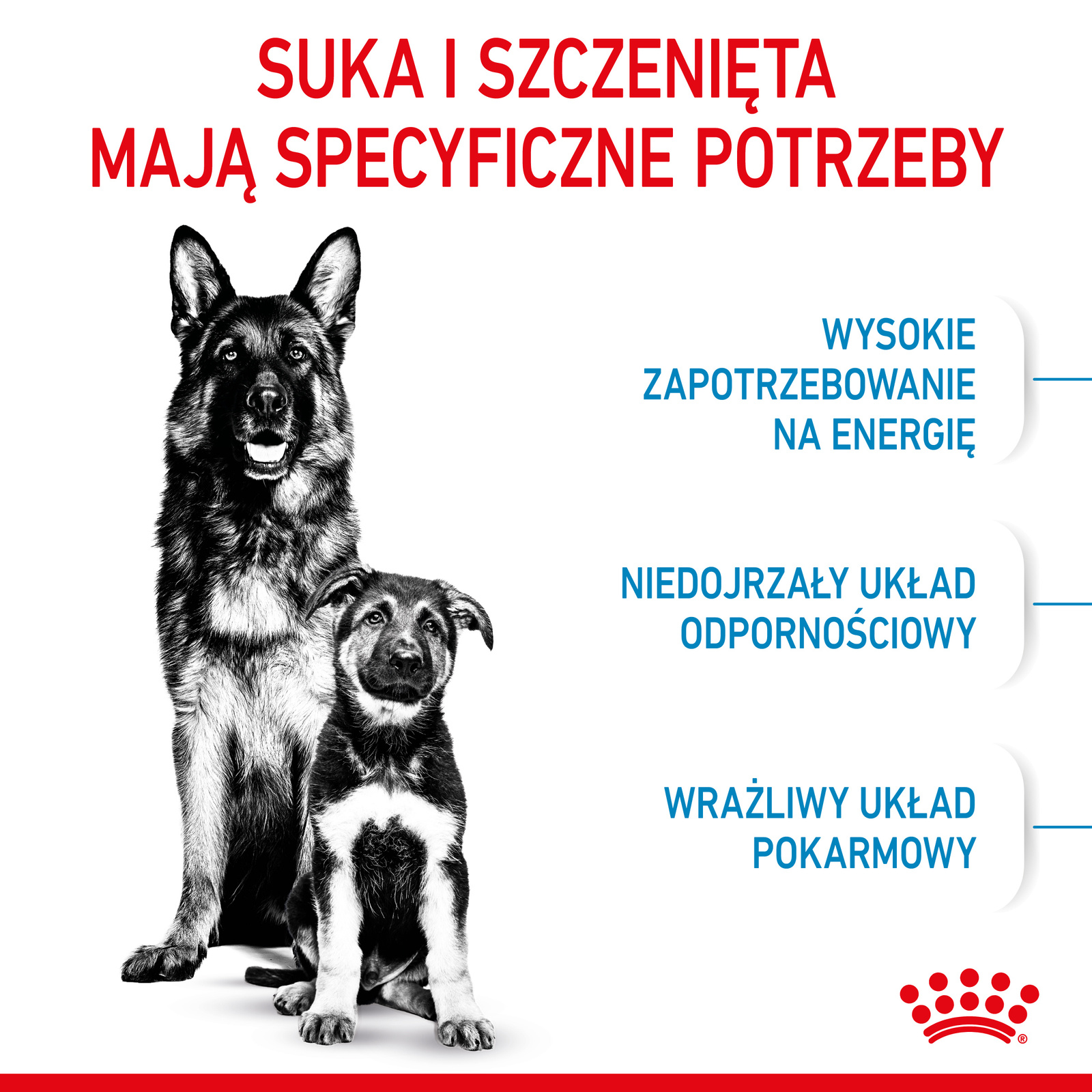 ROYAL CANIN Maxi Starter Mother & Babydog 15kg - zdjęcie 4