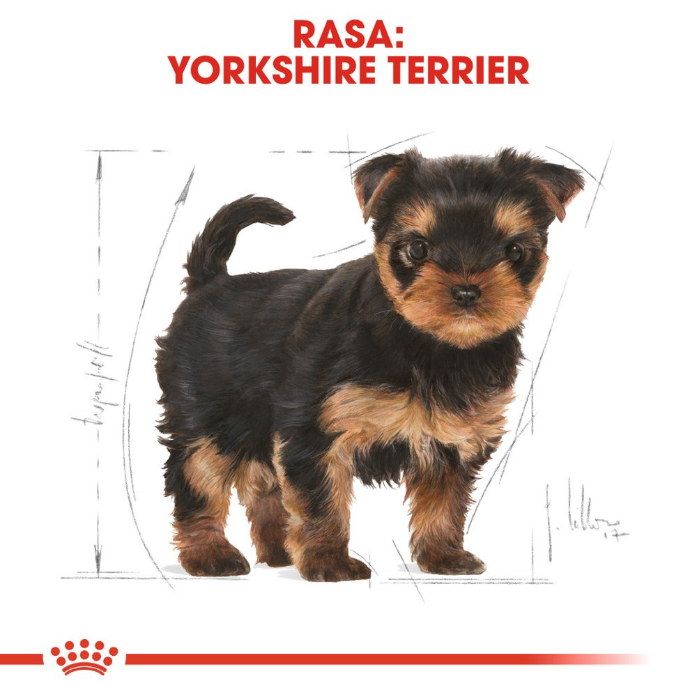 ROYAL CANIN Yorkshire Terrier Puppy 500g - zdjęcie 9