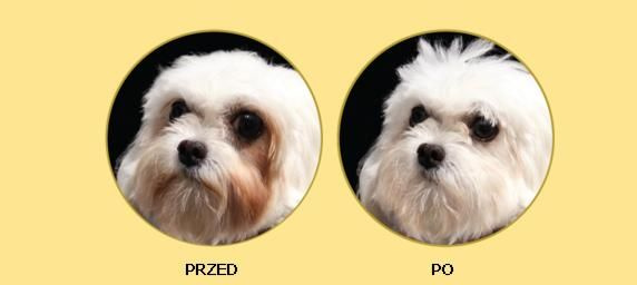 Nature’s Protection Superior Care White Dogs Adult Small Breeds With Lamb 10kg - zdjęcie 4