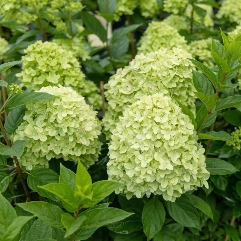 Hortensja bukietowa cytrynowo-limonkowa – sadzonka C3