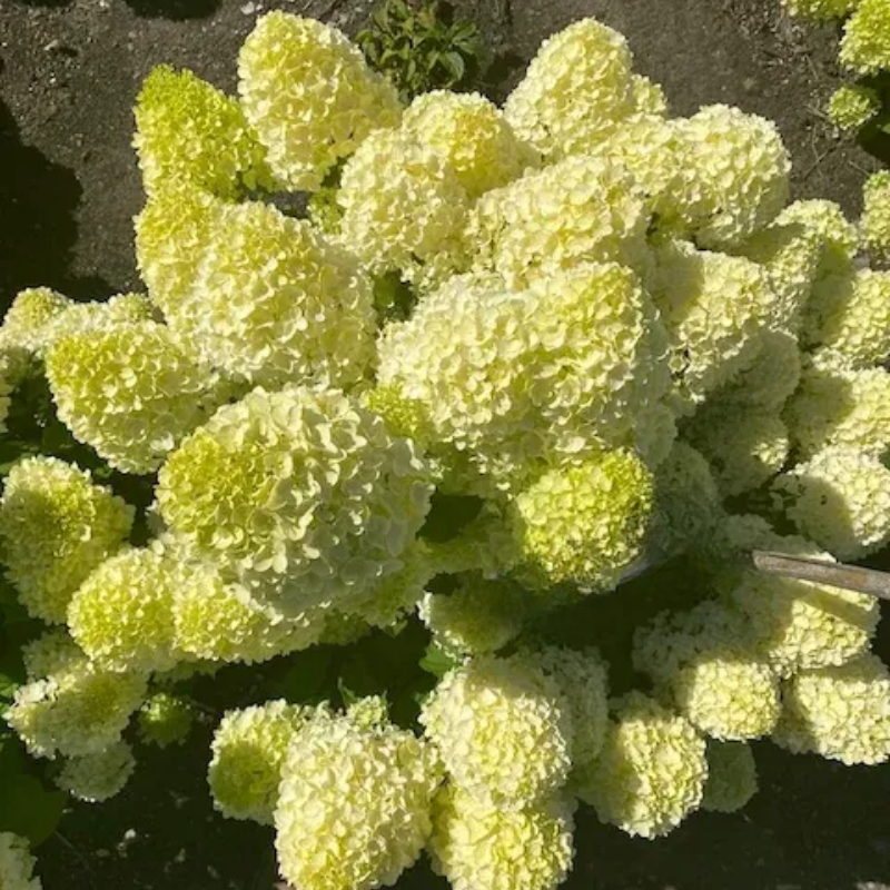Hortensja bukietowa cytrynowo-limonkowa – sadzonka C3 - zdjęcie 2