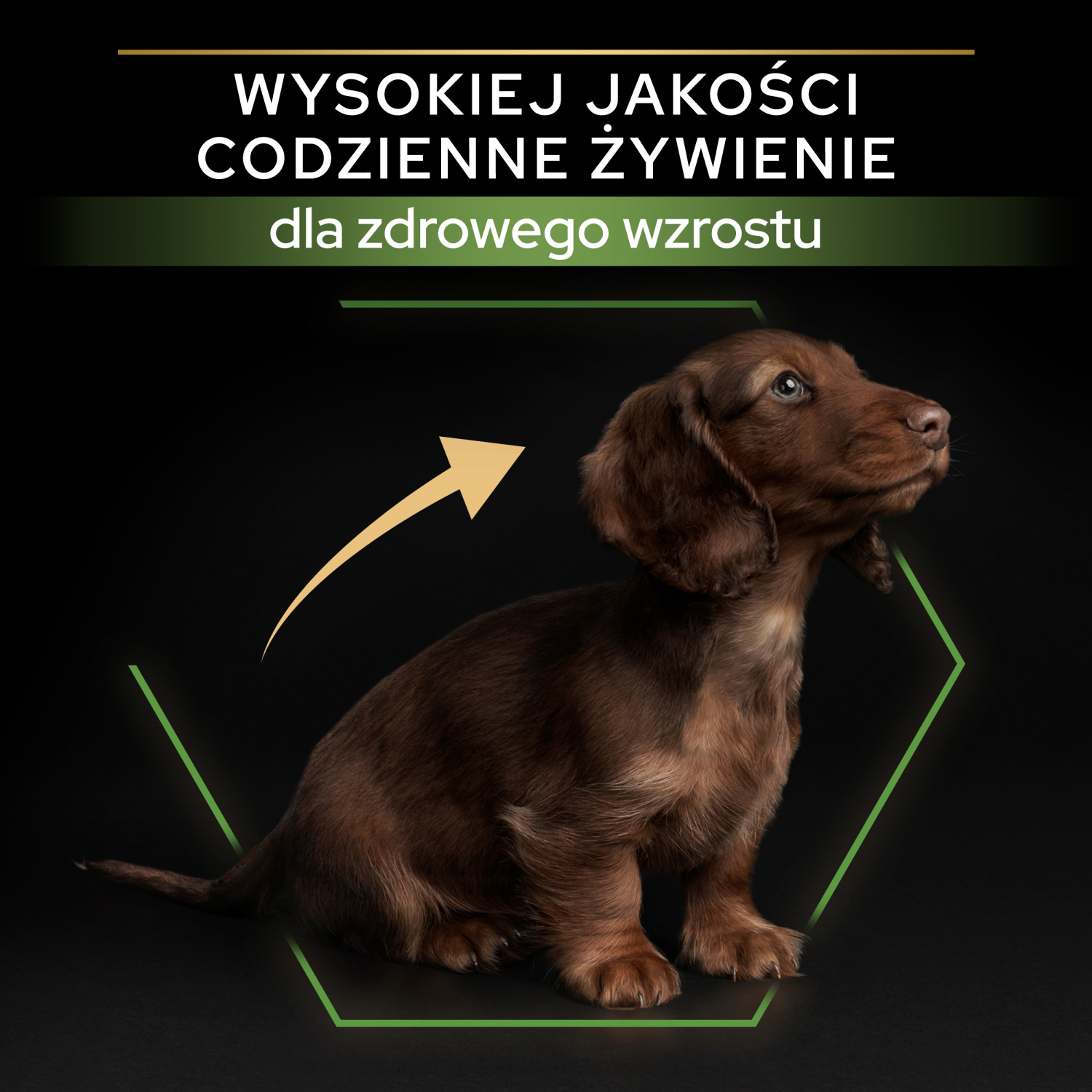 Purina Pro Plan Small & Mini Puppy Optistart Kurczak I Ryż 7kg - zdjęcie 4