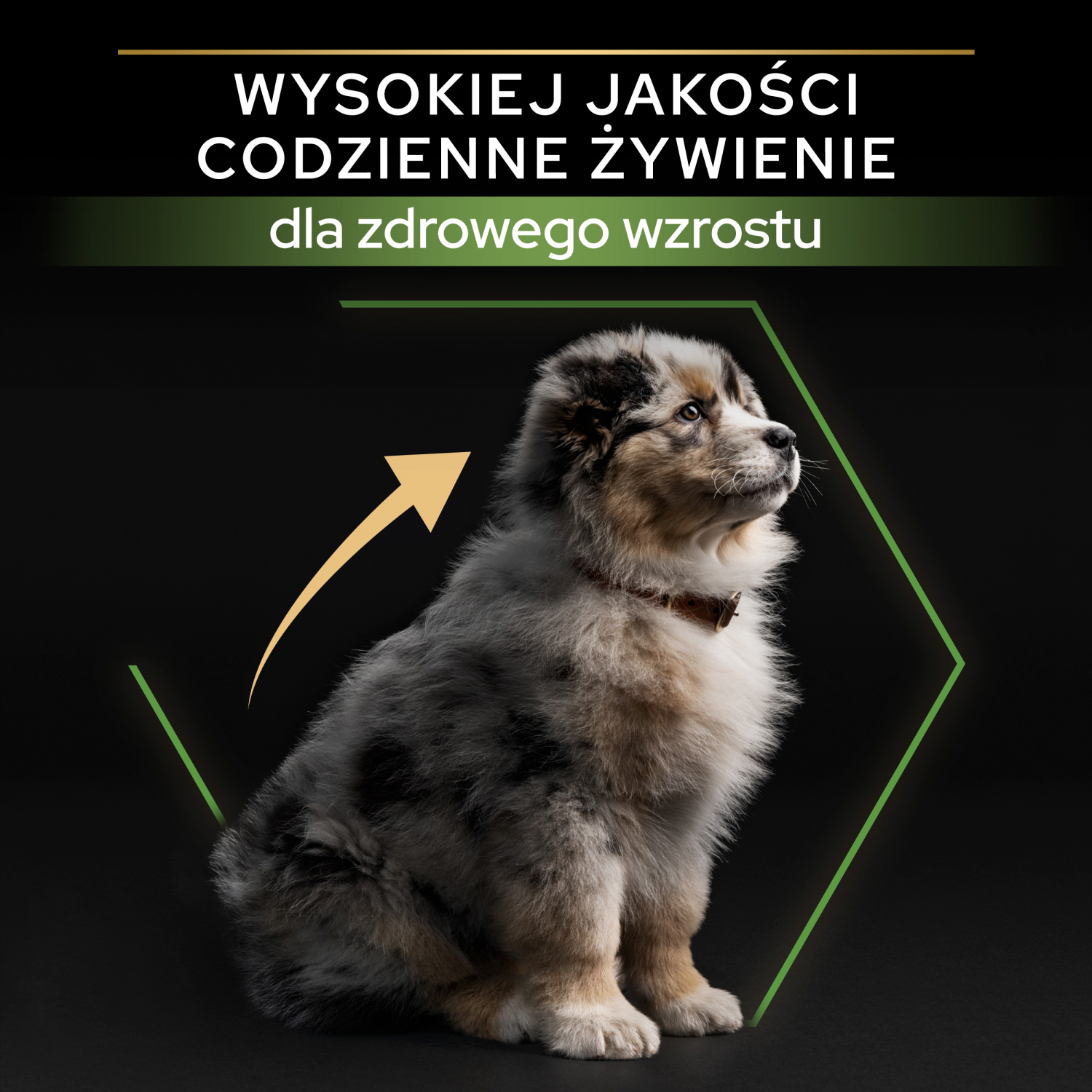 Purina Pro Plan Medium Puppy Optistart Kurczak I Ryż 12kg - zdjęcie 3