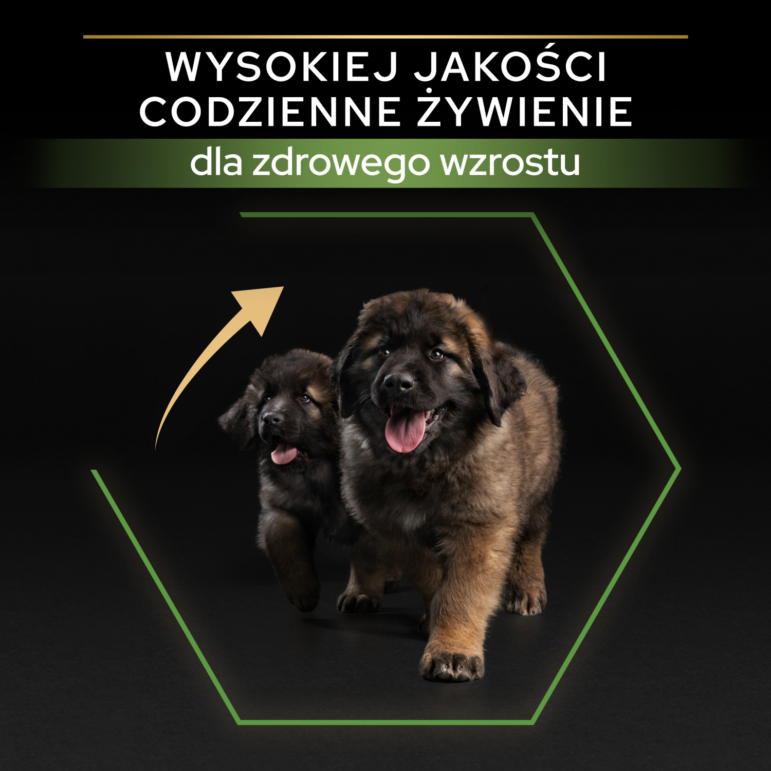 Purina Pro Plan Large Puppy Robust Optistart Kurczak I Ryż 12kg - zdjęcie 2