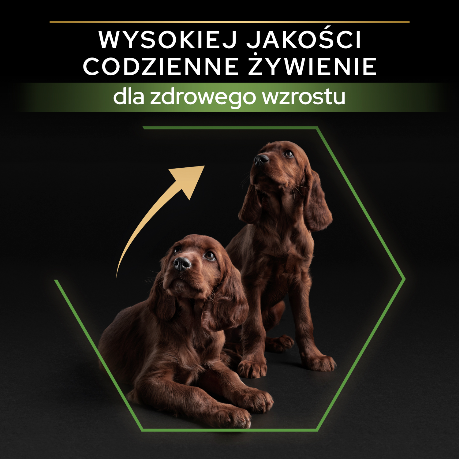 Purina Pro Plan Large Puppy Athletic Optistart Kurczak I Ryż 12kg - zdjęcie 3