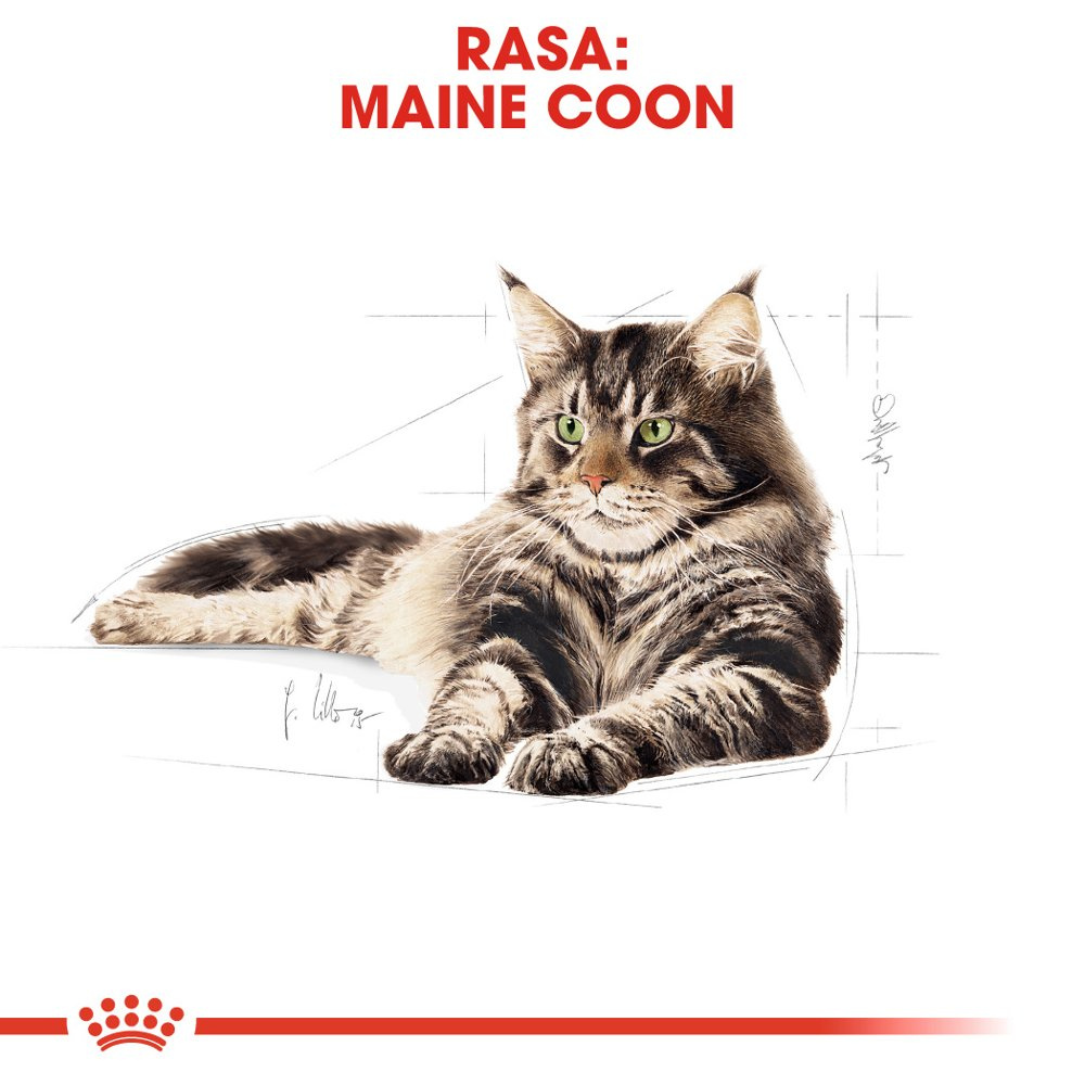 ROYAL CANIN Maine Coon Adult 12x85g - zdjęcie 2