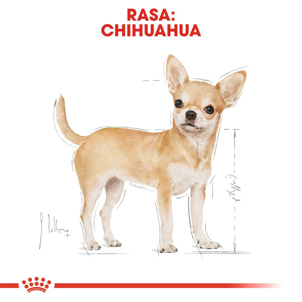 ROYAL CANIN Chihuahua Adult 12x85g - zdjęcie 3