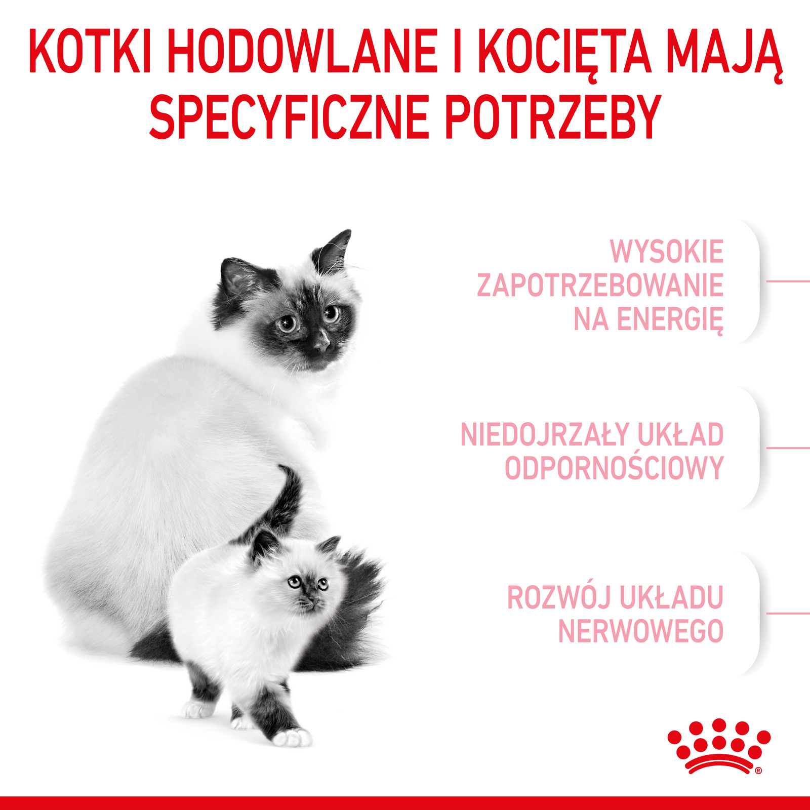 ROYAL CANIN Mother & Babycat 2kg - zdjęcie 3