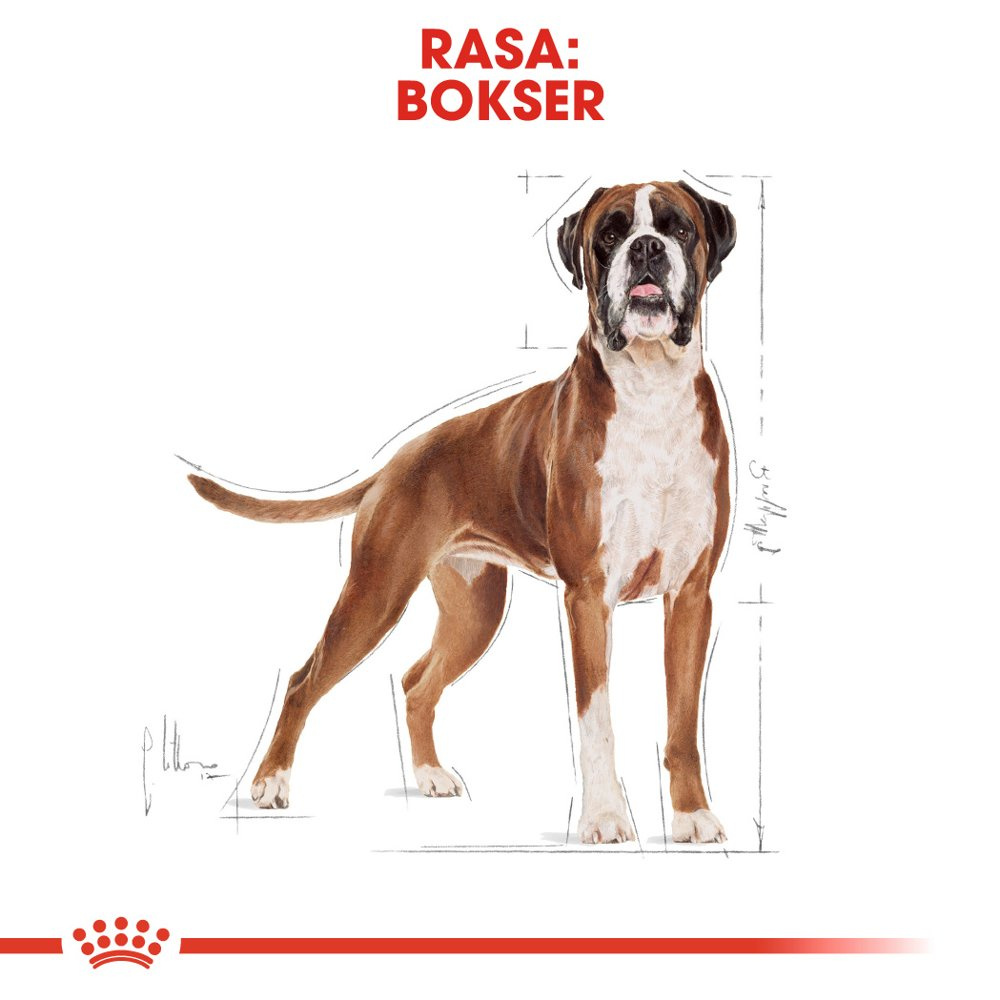 ROYAL CANIN Boxer Adult 12kg - zdjęcie 10