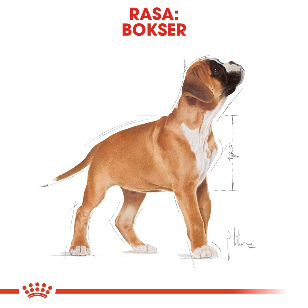 ROYAL CANIN Boxer Puppy 12kg - zdjęcie 5