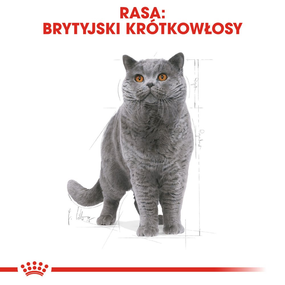 ROYAL CANIN British Shorthair Adult 400g - zdjęcie 2