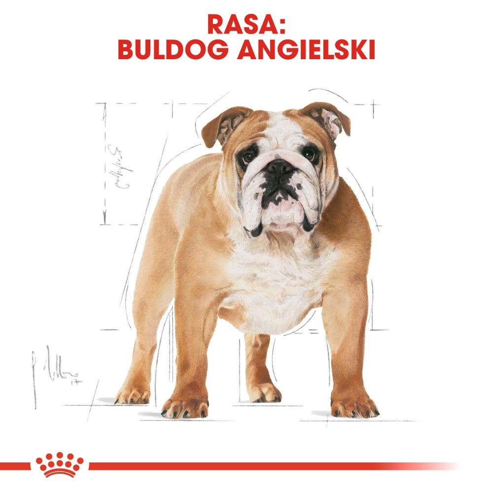 ROYAL CANIN Bulldog Adult 12kg - zdjęcie 2