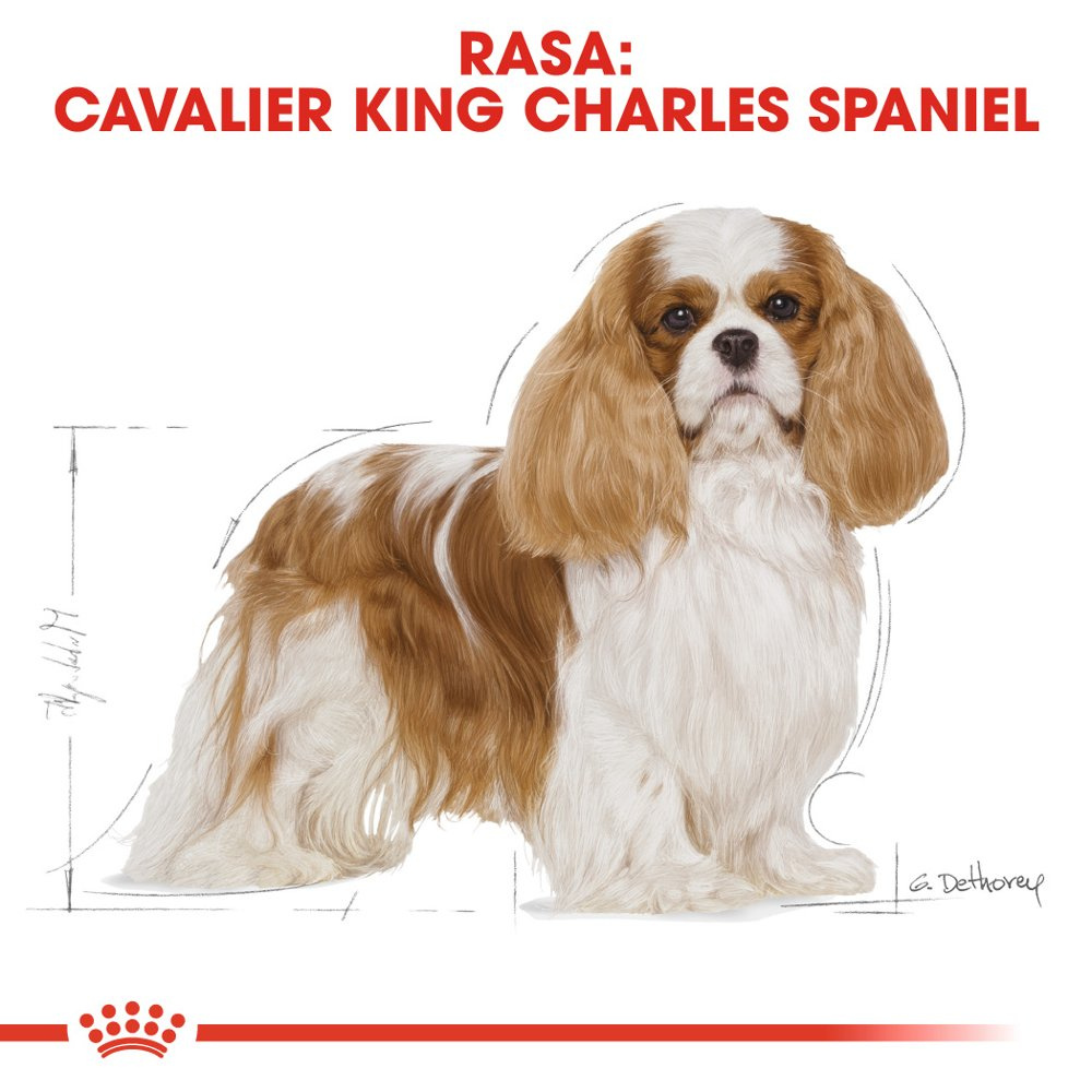 ROYAL CANIN Cavalier King Charles Spaniel Adult 1,5kg - zdjęcie 3