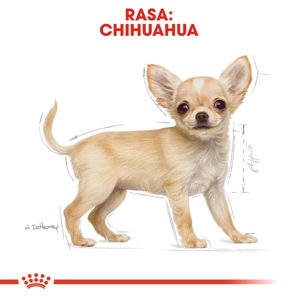ROYAL CANIN Chihuahua Puppy 500g - zdjęcie 5