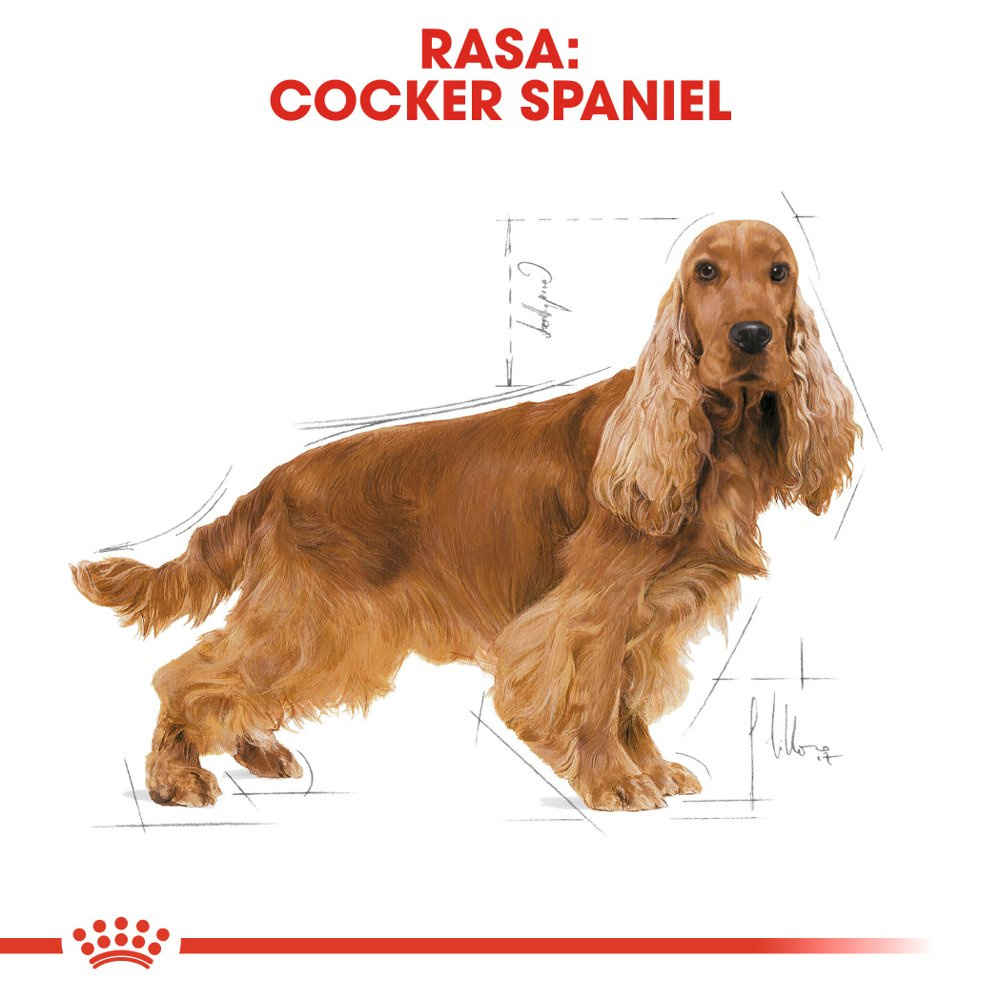 ROYAL CANIN Cocker Spaniel Adult 12kg - zdjęcie 2