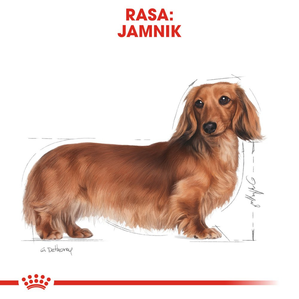 ROYAL CANIN Dachshund Adult 7,5kg - zdjęcie 3