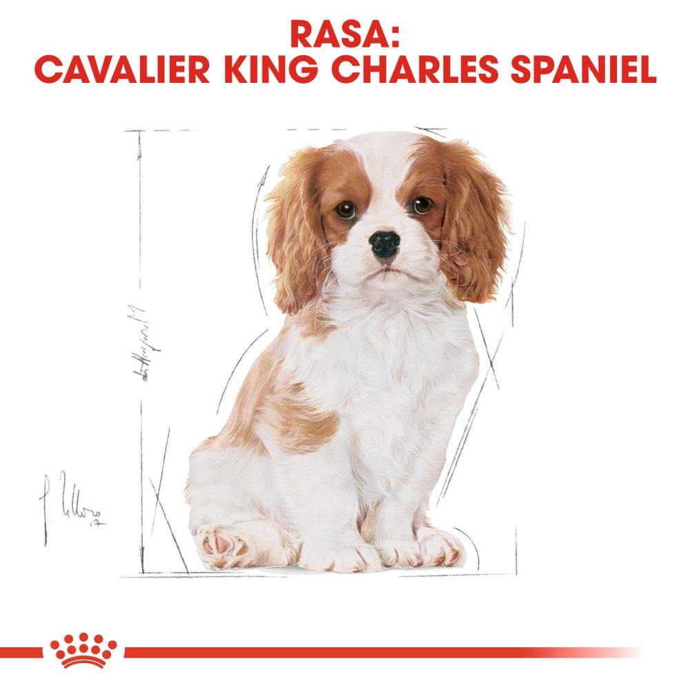 ROYAL CANIN Cavalier King Charles Spaniel Puppy 1,5kg - zdjęcie 5
