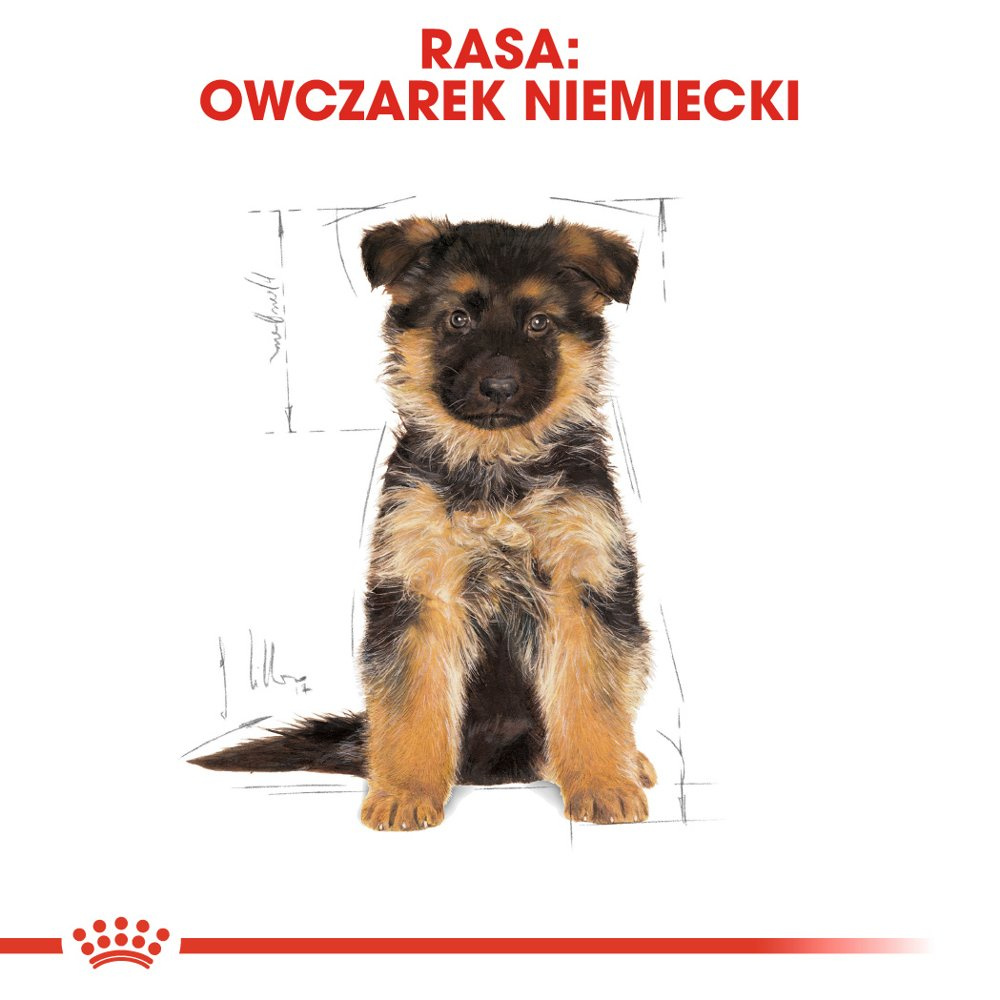 ROYAL CANIN German Shepherd Puppy 12kg - zdjęcie 6