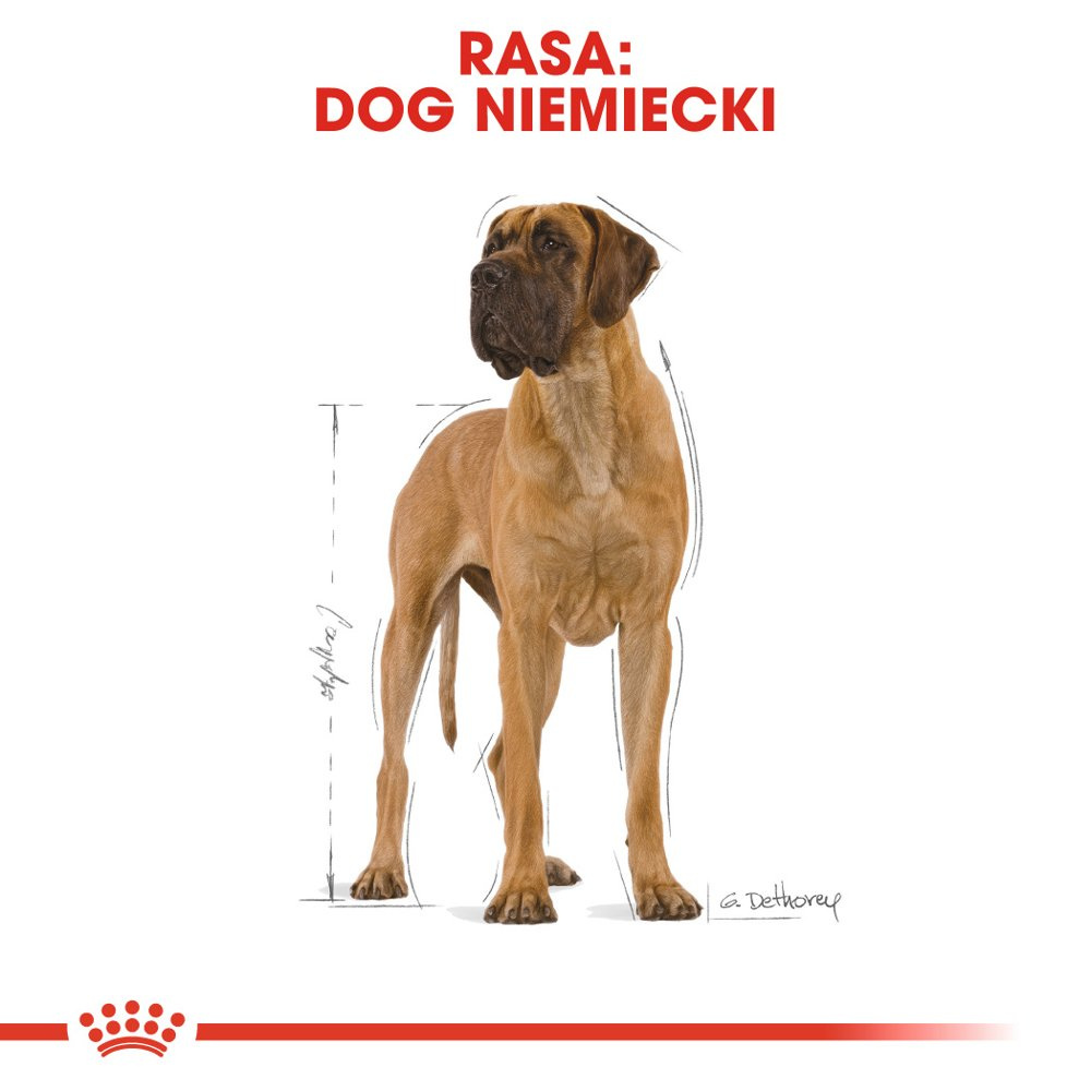 ROYAL CANIN Great Dane Adult 12kg - zdjęcie 2