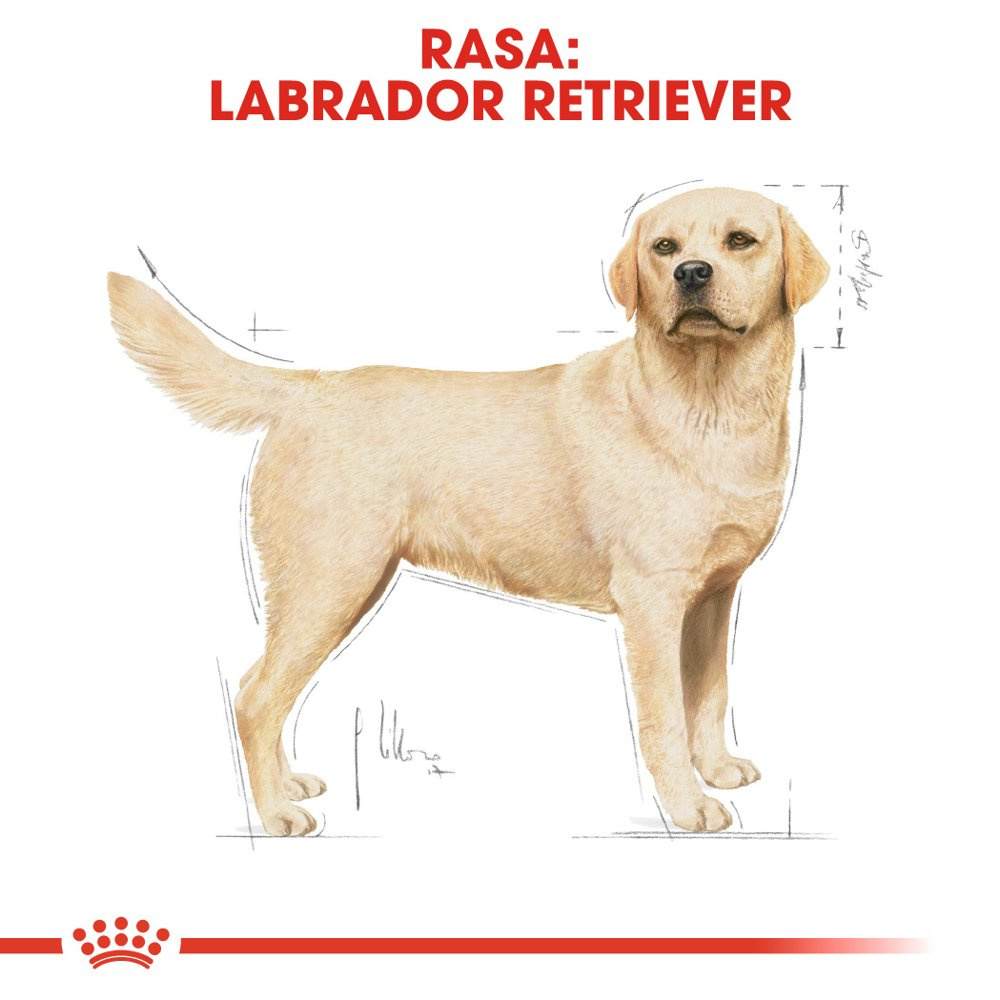 ROYAL CANIN Labrador Retriever Adult 12kg - zdjęcie 3