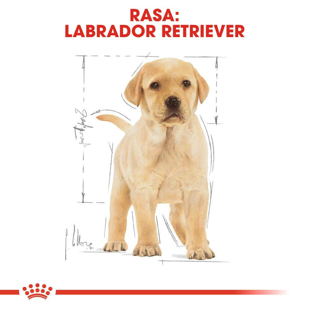 ROYAL CANIN Labrador Retriever Puppy 12kg - zdjęcie 6