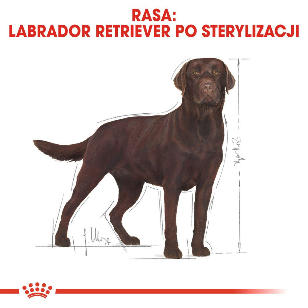 ROYAL CANIN Labrador Retriever Sterilised 12kg - zdjęcie 3