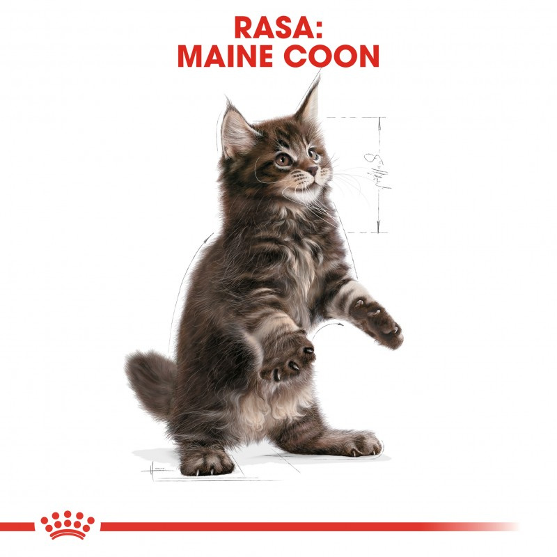 ROYAL CANIN Maine Coon Kitten 400g - zdjęcie 6
