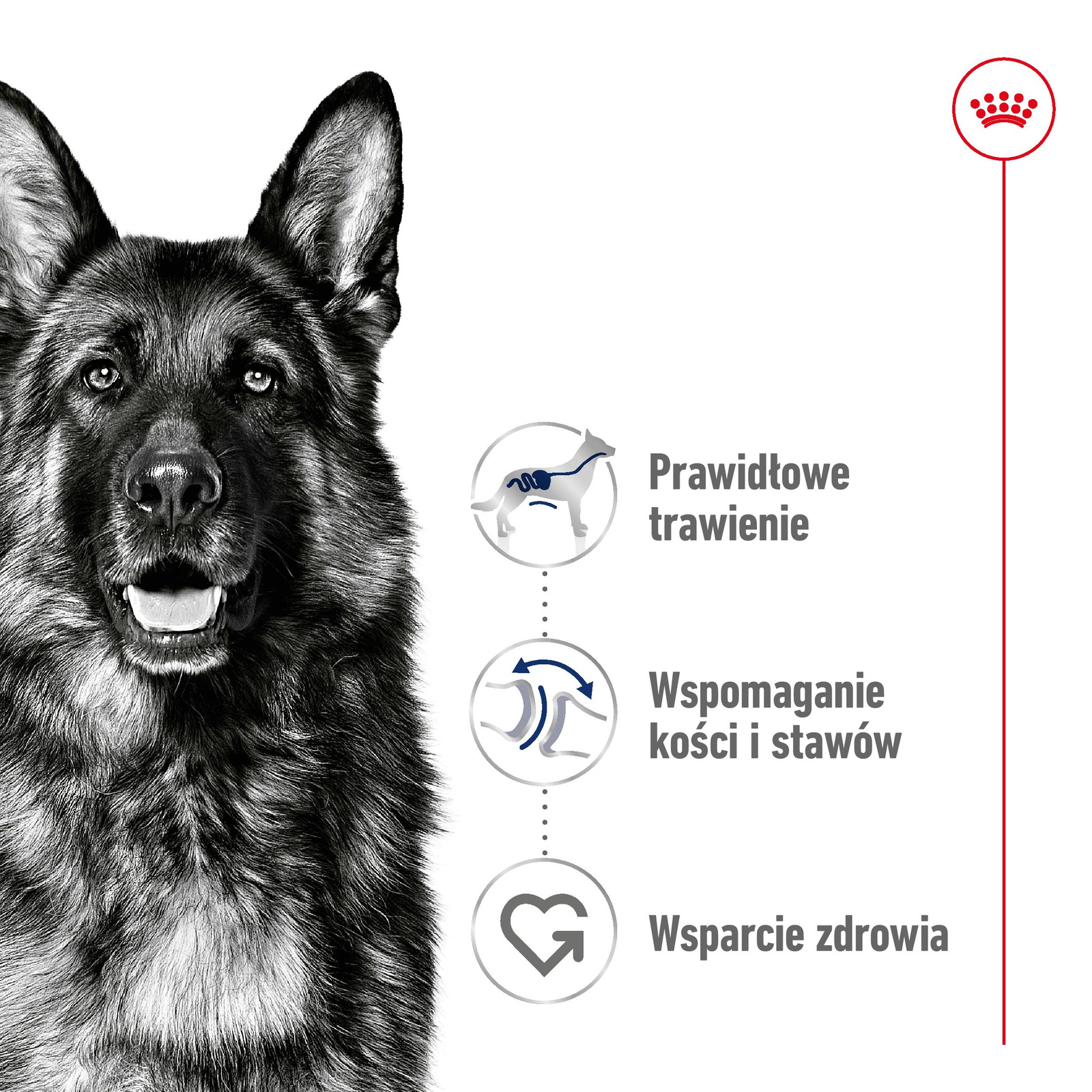 ROYAL CANIN Maxi Adult 4kg - zdjęcie 5