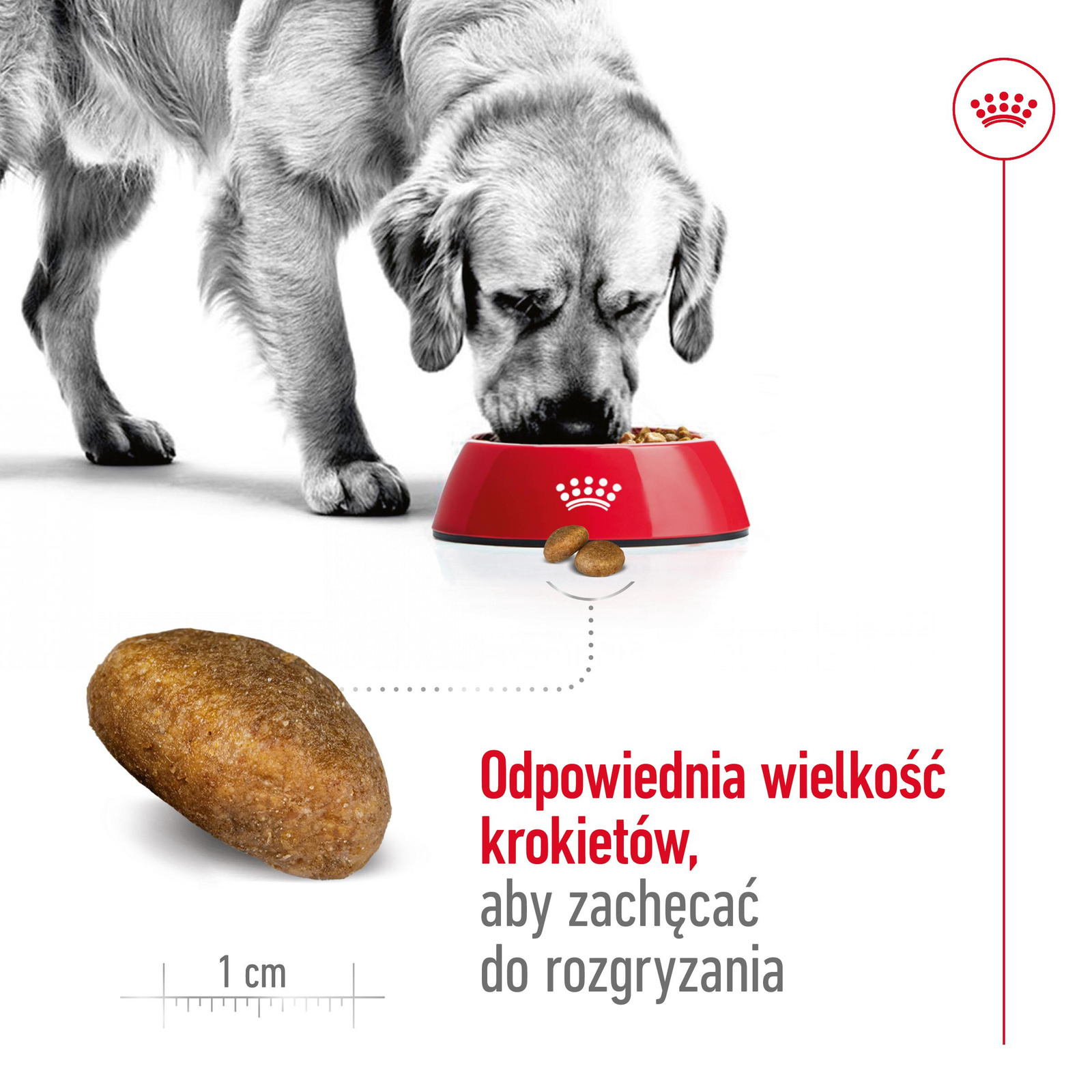 ROYAL CANIN Maxi Adult 4kg - zdjęcie 7