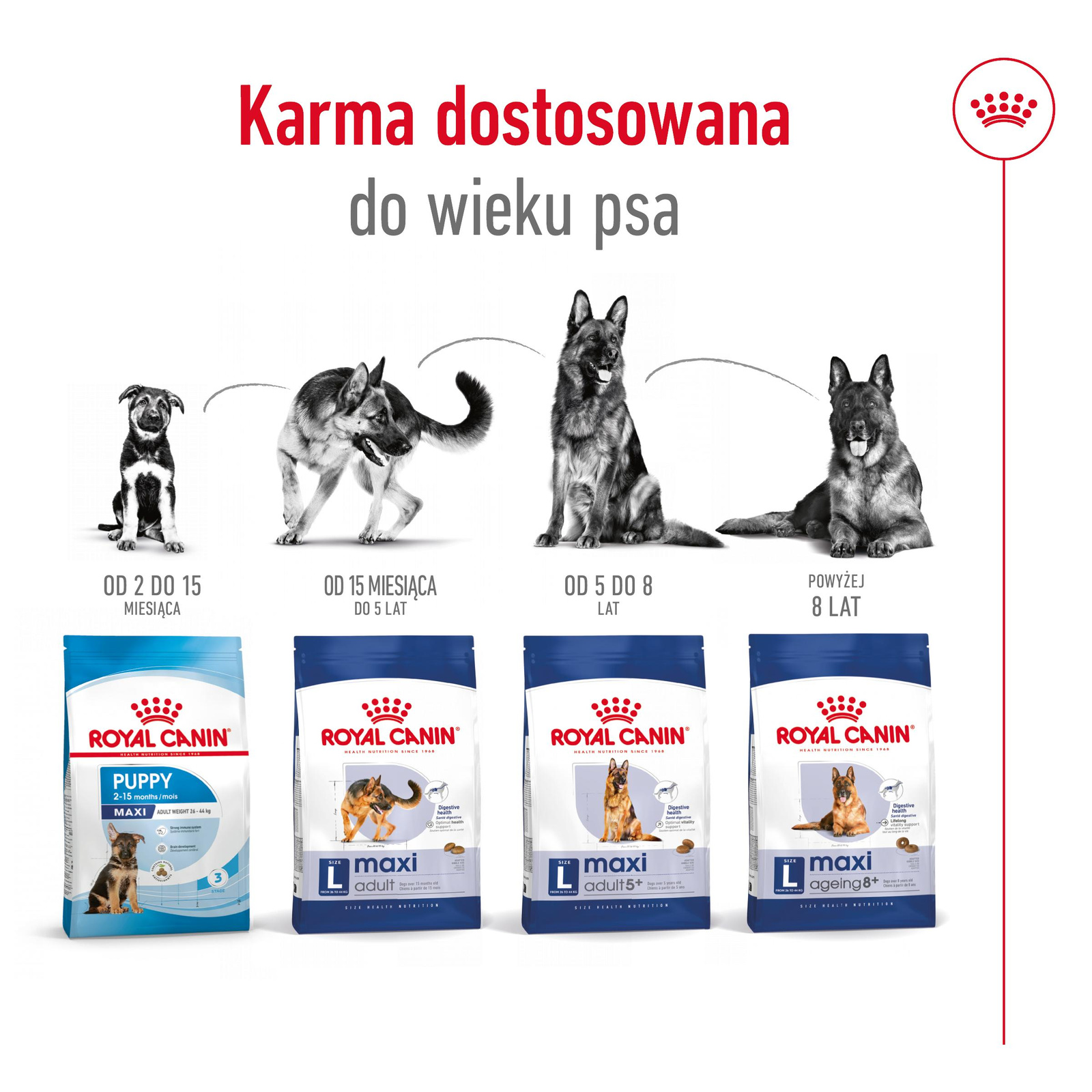 ROYAL CANIN Maxi Adult 4kg - zdjęcie 8