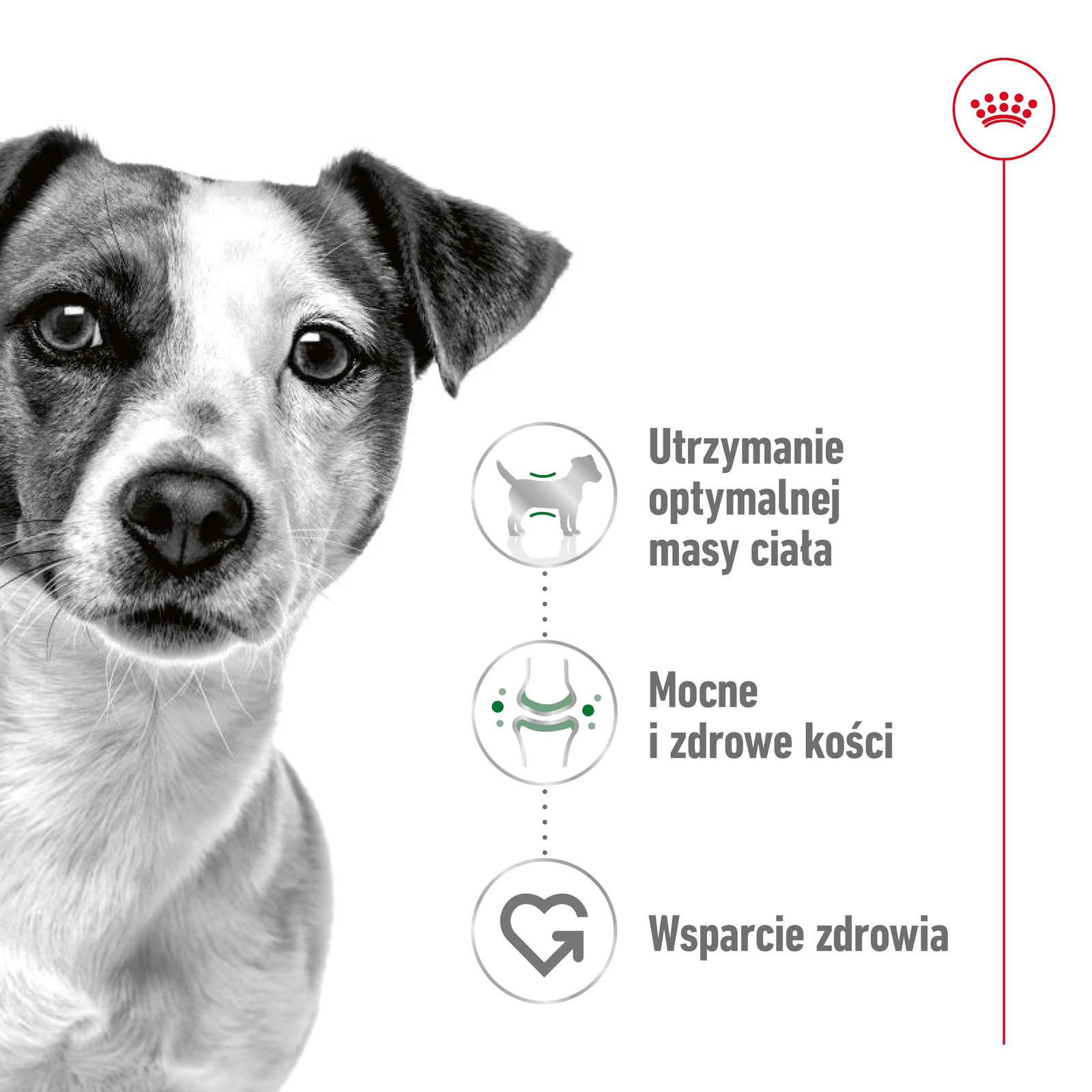 ROYAL CANIN Mini Adult 800g - zdjęcie 5