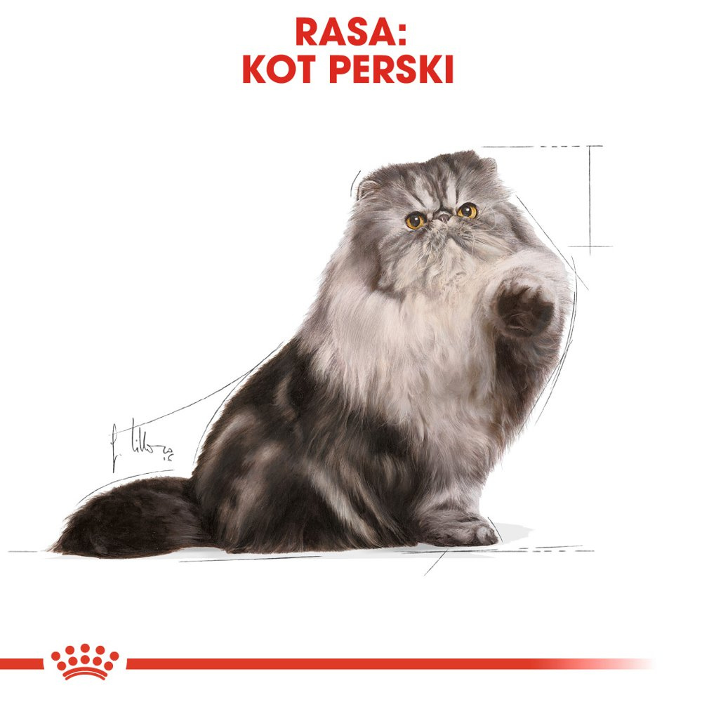 ROYAL CANIN Persian Adult 10kg - zdjęcie 3