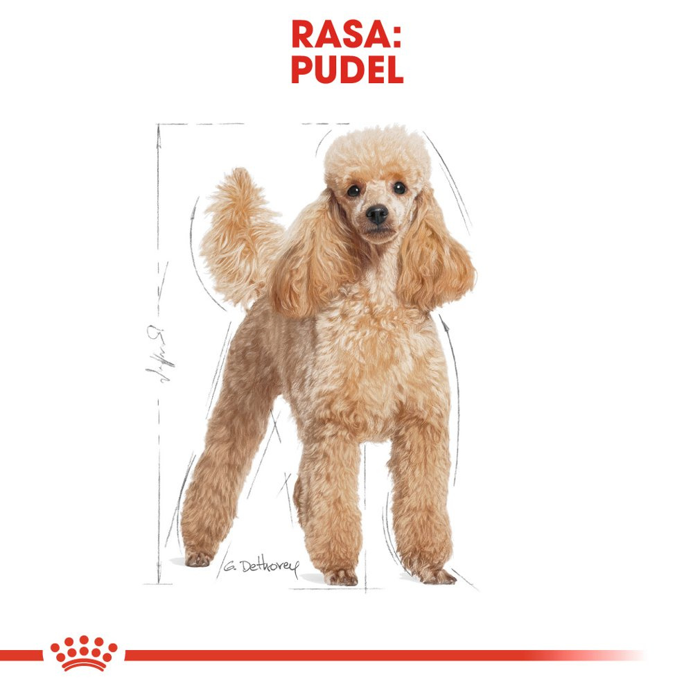 ROYAL CANIN Poodle Adult 1,5kg - zdjęcie 3