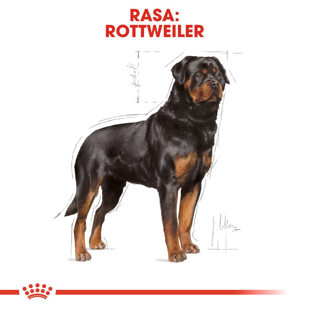 ROYAL CANIN Rottweiler Adult 12kg - zdjęcie 2